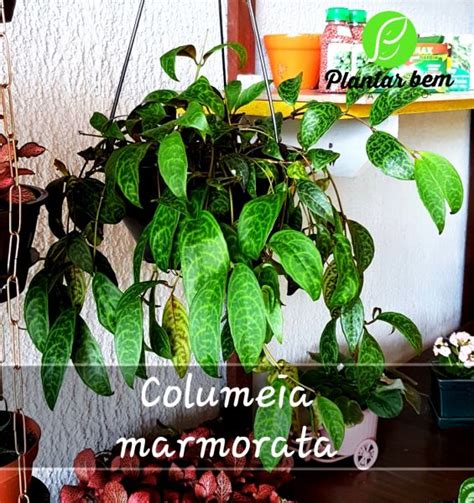 Cod 294 Columeia marmorata cuia 21 Plantar Bem Maceió