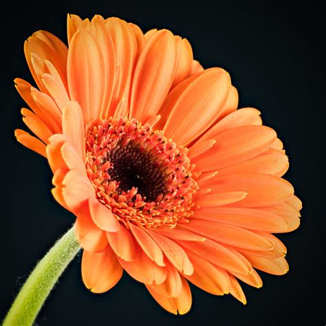 Orange Gerbera A Close Up Of A Single Orange Gerbera Flow Paul