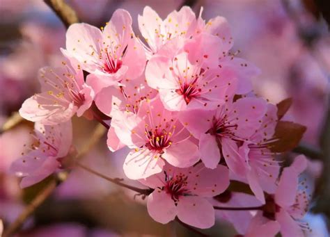 La Flor Del árbol Sakura Símbolo Nacional De Japón Flores Del Mundo
