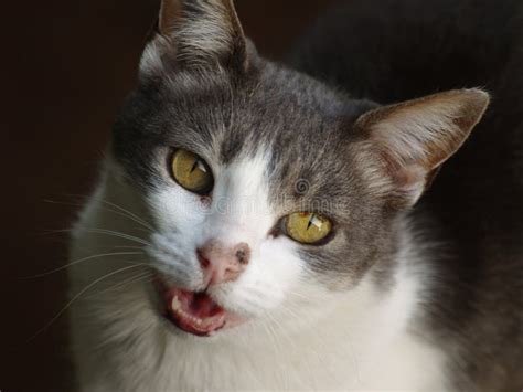 Grey And White Cat Meowing Stock Image Image Of Animal 193615057