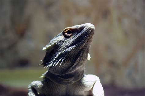 4752x3168 Cool Bearded Dragon Coolwallpapersme