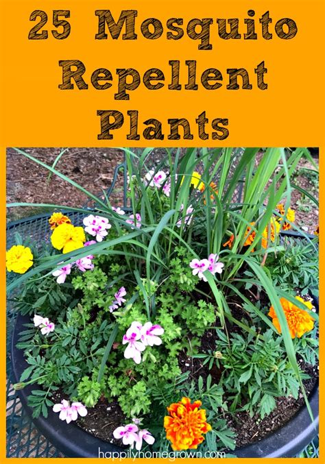 25 Mosquito Repellent Plants for Your Garden - Happily Homegrown