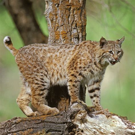 Missouri Bobcat Hunting Season 2021 2022 15th Nov 2021 1200am