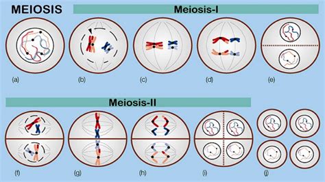 Genetic Variation In Meiosis Macroarray