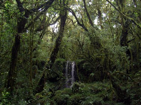 Filewater Falls In The Rainforest Near Mt Kilimanjaro Wikimedia