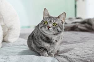Josera ratgeber liefert infos & tipps zum abgewöhnen. „Hilfe, meine Katze pinkelt ins Bett!" - Katzenerziehung ...