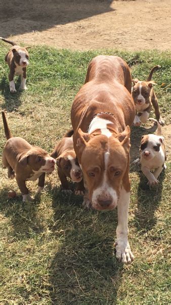 A pitbull puppy at 3 weeks old. 3 beautiful pitbull female puppies left - 8 weeks old - ready for new homes | Durban | Public ...