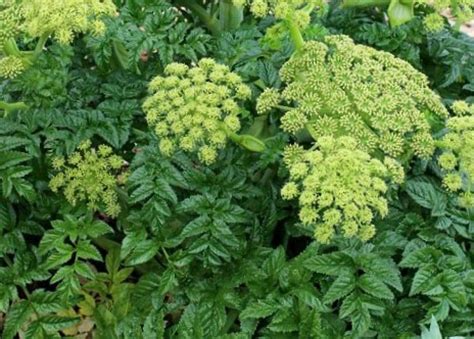 › best weed identification app. Angelica - Identification and Control of Angelica Weed