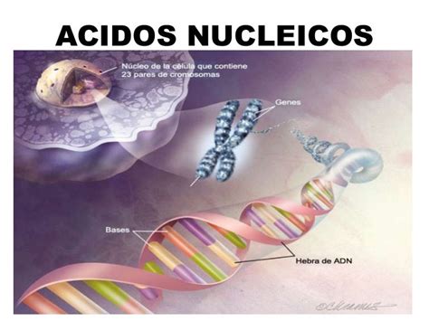 Funciones De Los Acidos Nucleicos