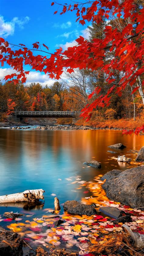 Autumn Forest Wallpaper 4k Maple Trees Lake Wooden Bridge Autumn