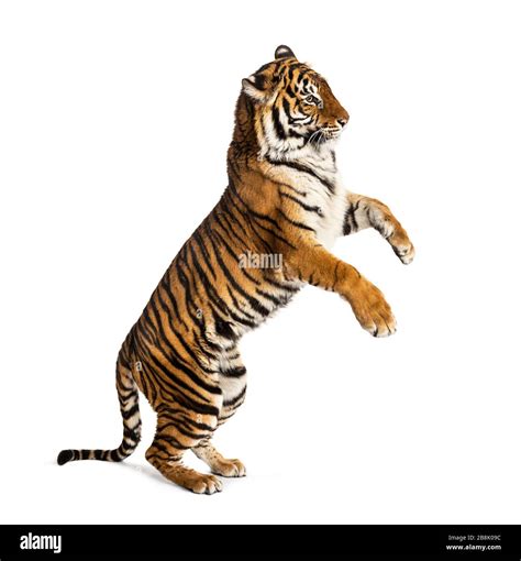 Tiger Legs Cut Out Stock Images And Pictures Alamy