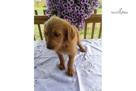 Email us to tell us about yourself, or how to make a deposit to reserve a puppy for your family. Star: Labradoodle puppy for sale near Detroit Metro ...