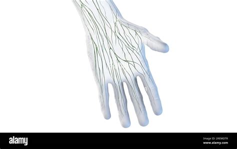 Lymphatic Vessels Of The Hand Illustration Stock Photo Alamy