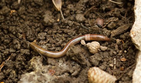 Tracking Rogue Earthworms With Citizen Science Scistarter Blog