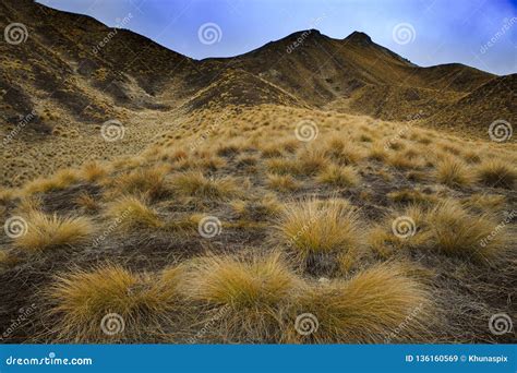 Alpine Grass Field In Middle Land Of New Zealand South Island Stock