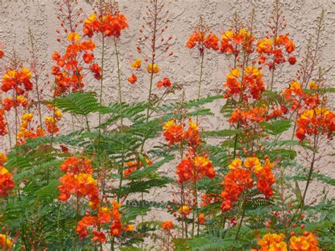 Maybe you would like to learn more about one of these? Mexican, Yellow and Red Bird of Paradise bushes - these ...