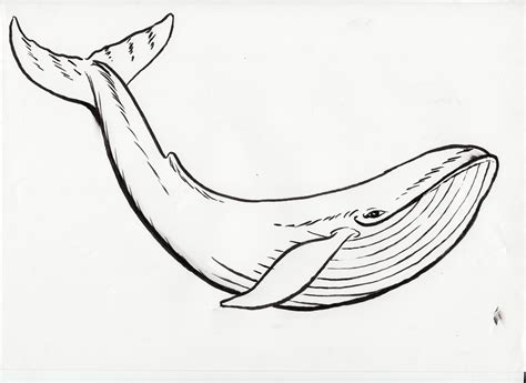 The varied coloration of the different whale species allow children to experiment with diverse shades. Blue Whale Coloring Page at GetColorings.com | Free ...