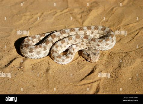 African Saharan Horned Viper In The Sand Stock Photo Alamy