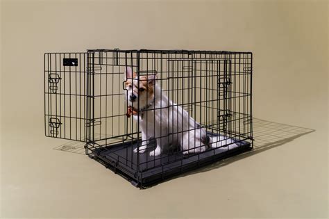 List Of Top 5 Best Dog Crate Available In 2022 Womanbestshoes