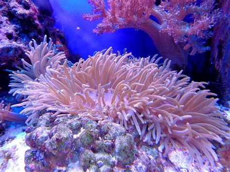 Hd Wallpaper Pink And Red Coral Reefs Cay Aquarium Sea Water