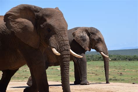 Elefanten Foto & Bild | natur Bilder auf fotocommunity