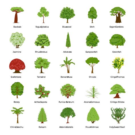 Different Types Of Trees With Pictures And Names Printable Templates