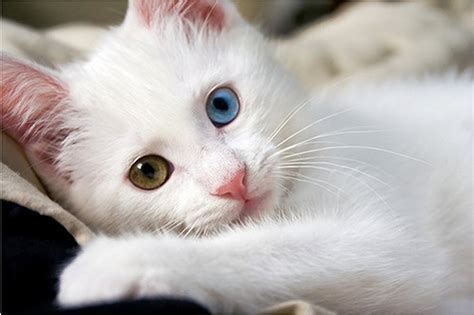 Cute White Cat Wallpapers 1600x1066 184535