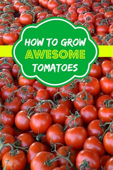 How To Grow Awesome Tomatoes Growing Tomatoes Indoors Tips For Growing