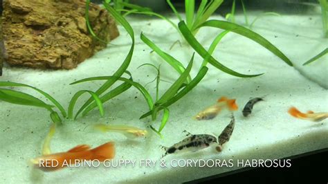 Red Albino Guppy Fry And Cory Habrosus Youtube