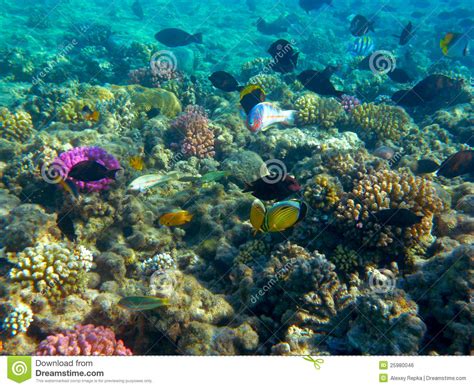 Tropical Fish And Coral Reef In Sunlight Royalty Free