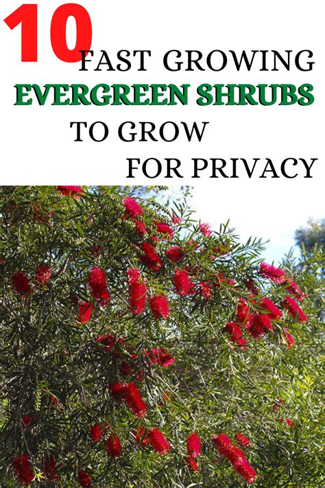 A Privacy Hedge Can Bring Color And Life To An Otherwise Arid Landscape