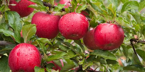 How To Plant Fruit Trees And Why Fall Is The Best Time To Plant