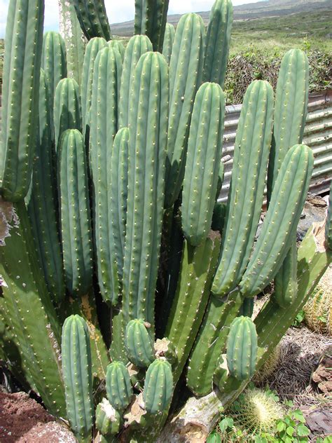 For this step, it is useful to have some idea how much alkaloid should be in your cactus extract. (consulta) como se llama este cactus? pega? - Taringa!