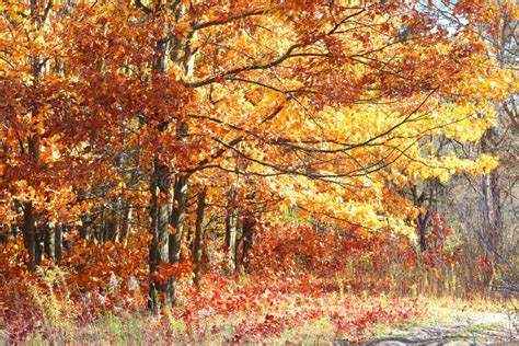 Beautiful Autumn Landscape With Yellow Autumn Leaves On Autumn Trees
