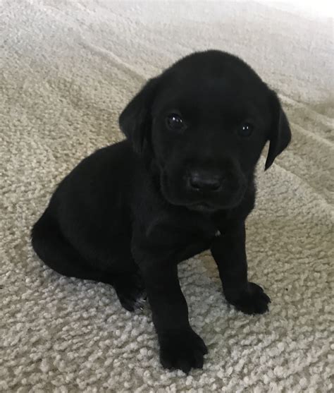 All puppies are handled daily from the day they are born until they go to their new homes at 8 weeks of age. Labrador Retriever Puppies For Sale | Greensboro, NC #191712