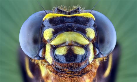 face your fears extreme creepy crawly close ups in pictures insects extreme close up creepy