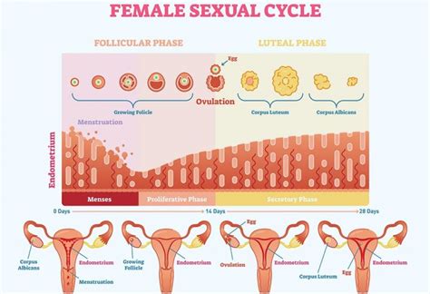 Endometrial Thickness Whats The Normal Range For Conceiving
