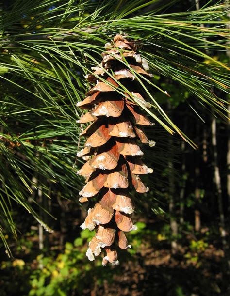 Eastern White Pine An Effective Remedy For The Common Cold Eat The