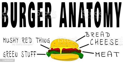Burger Anatomy Stock Illustration Download Image Now Abstract