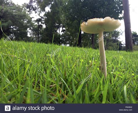 Solitary Mushroom On Lawn Stock Photo Alamy