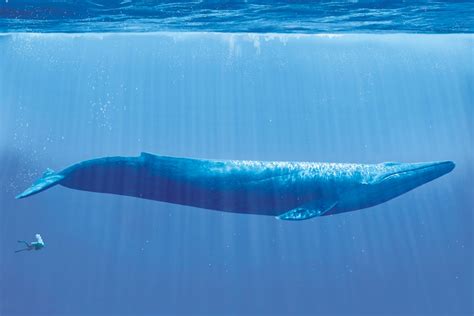 blue whale facts history useful information and amazing pictures