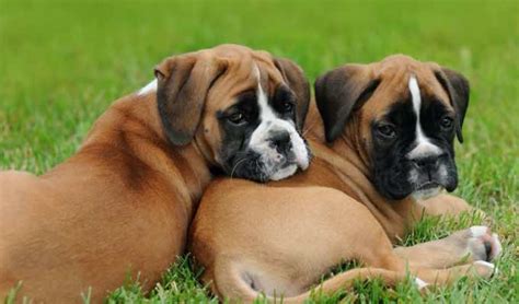 Guide To Boxer Dog Temperament And Personality