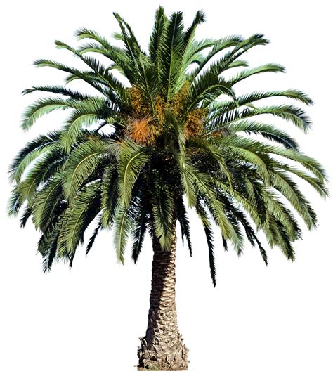 Date Palm Tree Png Png All Png All