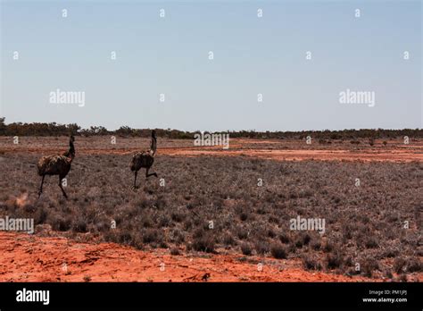 Running Emu In Outback Australia Off Road Stock Photo Alamy