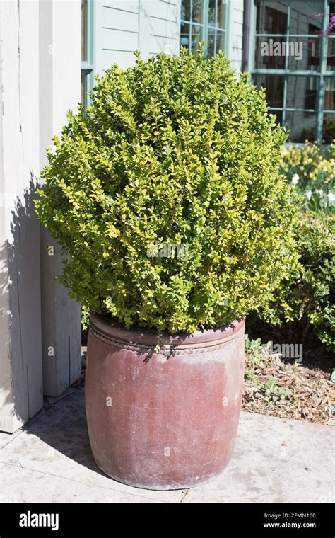 Buxus Microphylla Wintergreen Littleleaf Boxwood In A Container Stock