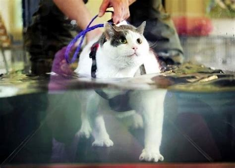 Fat Cat On A Treadmill Incredible Things