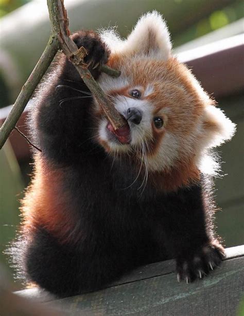 Login Or Sign Up Baby Panda Bears Cute Animals Red Panda