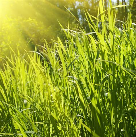 Sunlight And Grass Stock Image Image Of Vegetation Clear 5659971