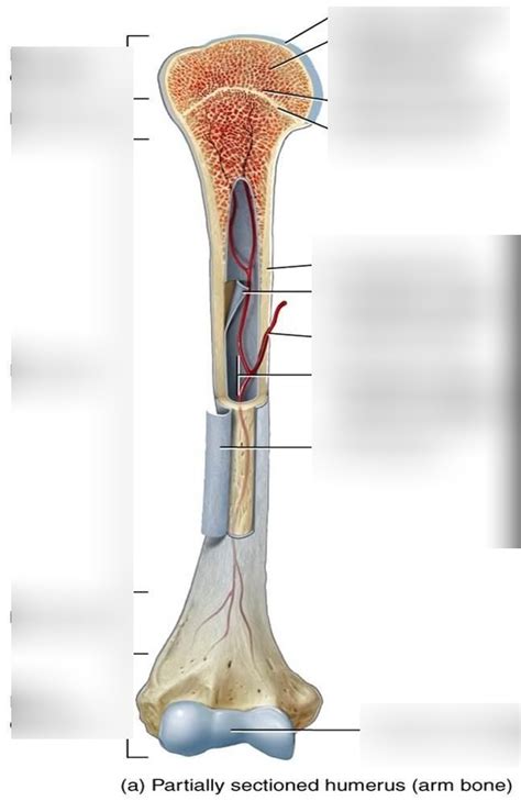 Anatomy Typical Long Bone Structure Diagram Quizlet