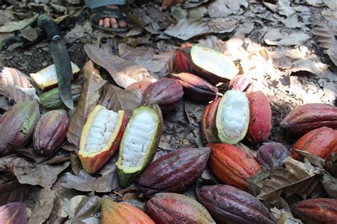 Cocoa Plantation In Malaysia Michelle Mills
